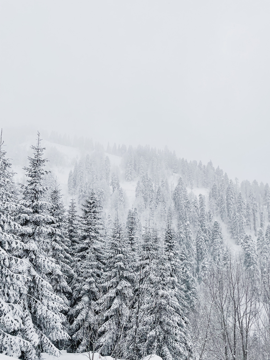 Snow Covered Trees